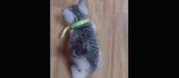 Котенок на беговой дорожке - Sputnik Армения