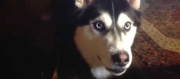 Стеснительный хаски признается в любви к маме - Sputnik Армения