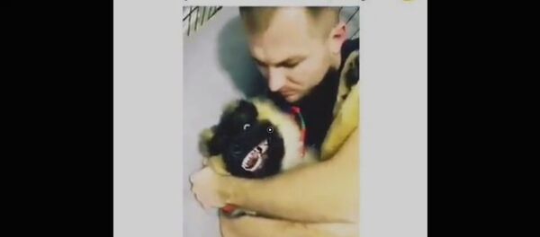 Животные - минута позитива - Sputnik Армения