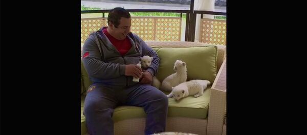 Վերջերս լույս աշխարհ եկած նորածին ալբինոս կորյունների եռյակին շարունակում եմ ամենօրյա հոգատարությամբ խնամել և հոգ տանել - Sputnik Արմենիա