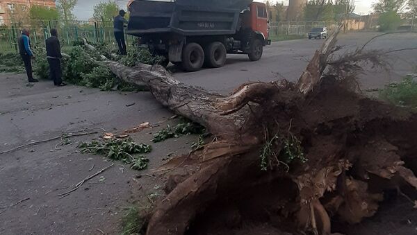 Сильный ветер перевернул деревья в Гюмри (22 мая 2020). Ширак - Sputnik Արմենիա