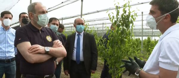 Премьер-министр Никол Пашинян посещает теплицы в Араратской области (23 мая 2020). - Sputnik Армения