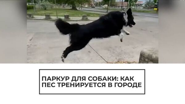 Паркур для собаки: как пес тренируется в городе - Sputnik Армения