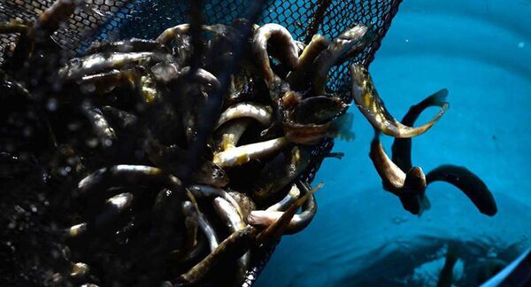 Մանրաձուկ Մանրաձուկ - Sputnik Արմենիա