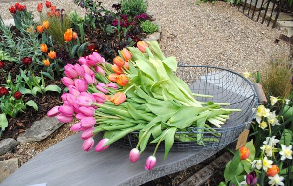 Голландские тюльпаны Голландские тюльпаны - Sputnik Армения