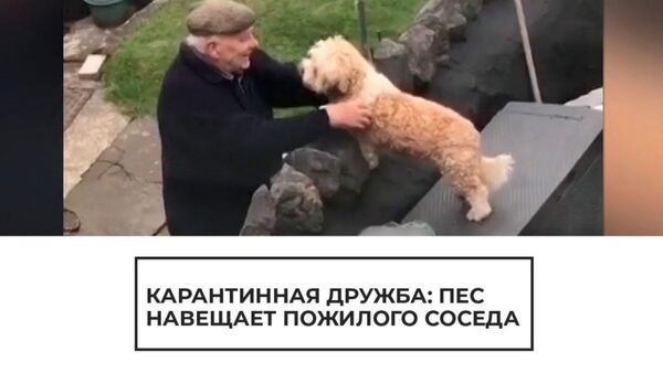 Собака навещает своего друга — пожилого соседа - Sputnik Армения