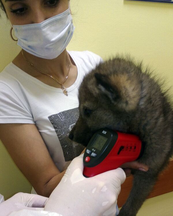 В Челябинске прилетевших из Еревана хозяйку со щенком посадили на карантин - Sputnik Армения