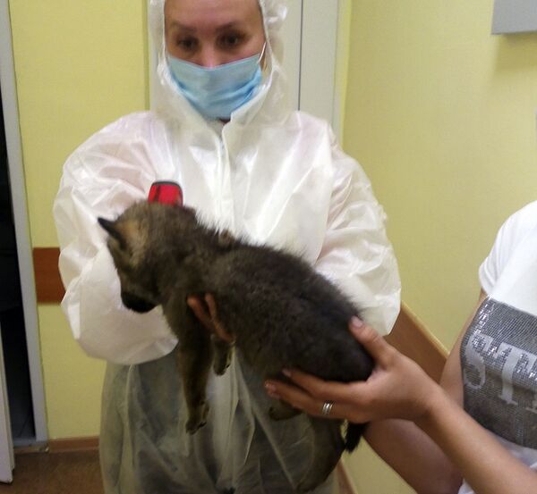 Երևանից մեկնած կնոջն իր շնիկի հետ մեկուսացրել են Չելյաբինսկում Երևանից մեկնած կնոջն իր շնիկի հետ մեկուսացրել են Չելյաբինսկում - Sputnik Արմենիա