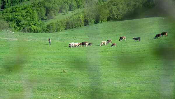 Пастух со стадом коров - Sputnik Армения