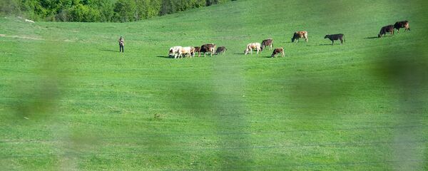 Пастух со стадом коров - Sputnik Արմենիա