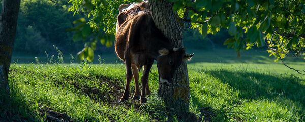 Корова у дерева Корова у дерева - Sputnik Արմենիա
