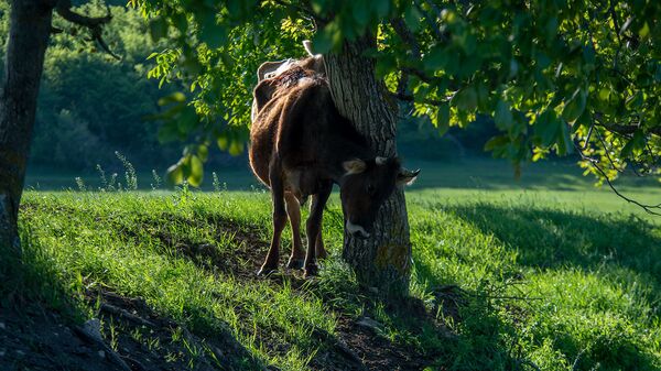 Корова у дерева - Sputnik Արմենիա