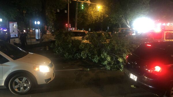 Упавшее дерево на пересечении проспекта Баграмяна и улицы Московяна (8 июня 2020). Еревaн - Sputnik Արմենիա