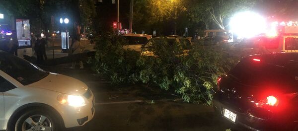 Упавшее дерево на пересечении проспекта Баграмяна и улицы Московяна (8 июня 2020). Еревaн Упавшее дерево на пересечении проспекта Баграмяна и улицы Московяна (8 июня 2020). Еревaн - Sputnik Արմենիա