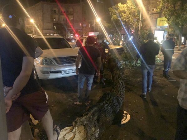 Երևանի կենտրոնում հաստաբուն ծառն ընկել է փողոցի երթևեկելի գոտում - Sputnik Արմենիա