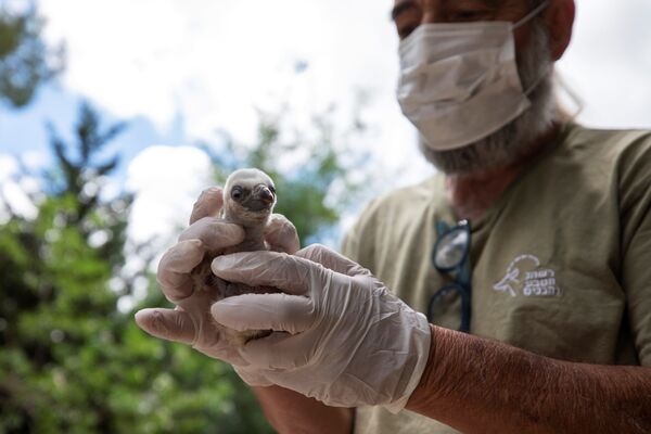 Птенец белоголового сипа в руках у менеджера Управления природы и парков Израиля - Sputnik Армения