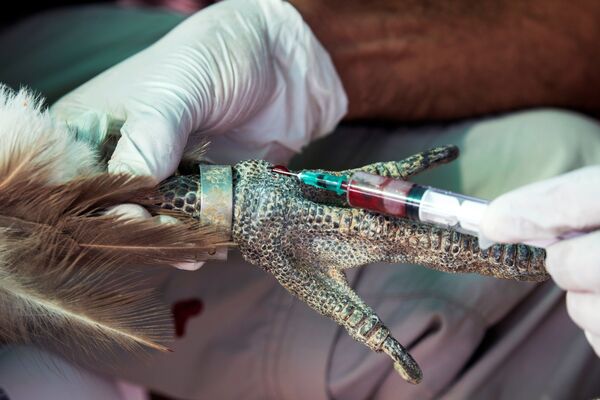 Специалист берет кровь у белоголового сипа в рамках национального проекта по защите и увеличению популяции птицы в Израиле - Sputnik Армения