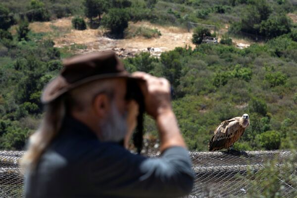 Наблюдение за птицами в в заповеднике Хай-Бар в горах Кармель, Израиль - Sputnik Армения