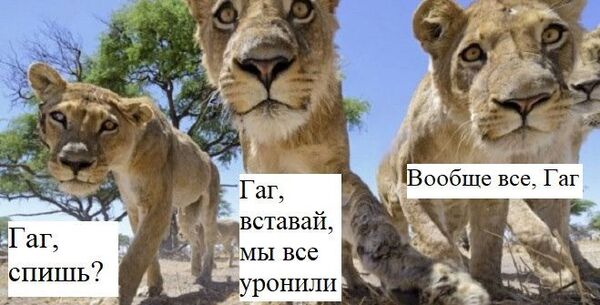 Гаг, мы все уронили: мемы вокруг Царукяна штурмуют соцсети Гаг, мы все уронили: мемы вокруг Царукяна штурмуют соцсети - Sputnik Армения