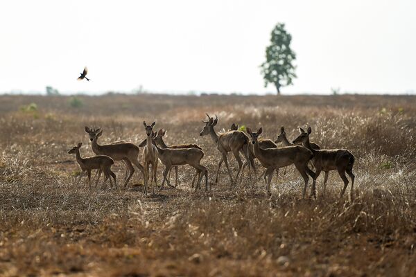 Стадо находящихся под угрозой исчезновения оленей-лира в заповеднике в Мьянме  - Sputnik Армения