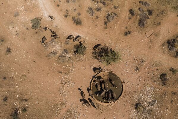 Буйволы у водопоя заповедника в ЮАР, Северо-Капская провинция - Sputnik Армения