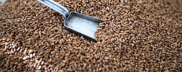 Зерно пшениц - Sputnik Արմենիա