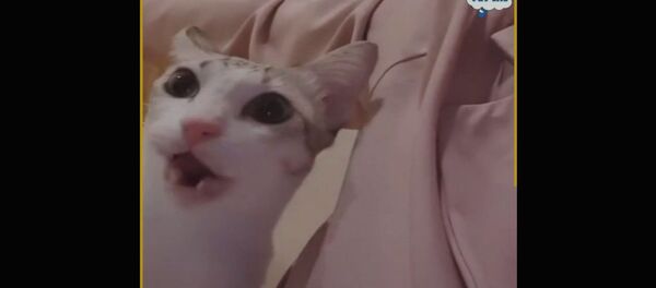 Пушистые друзья никогда не подводили нас Пушистые друзья никогда не подводили нас - Sputnik Армения