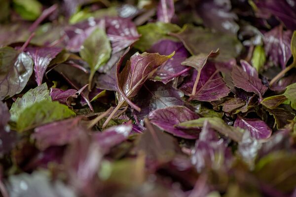 Как очистить печень? Самые эффективные продукты - Sputnik Армения