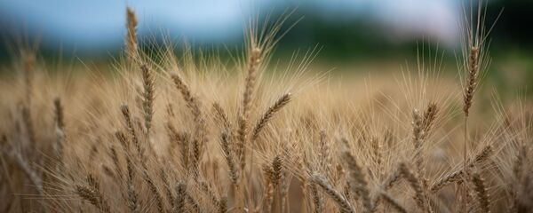 Пшеничное поле - Sputnik Армения