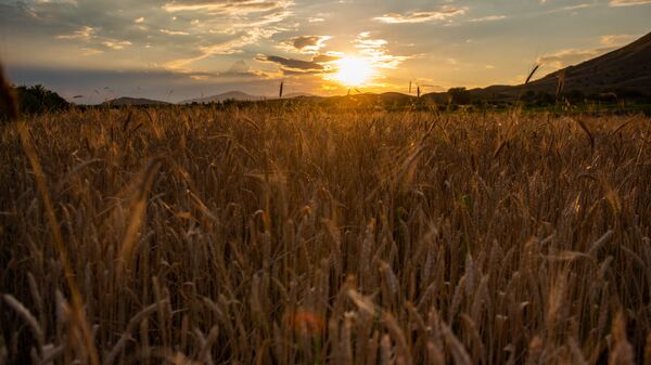Пшеничное поле - Sputnik Армения