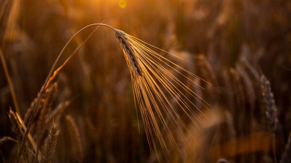 Пшеничное поле - Sputnik Արմենիա