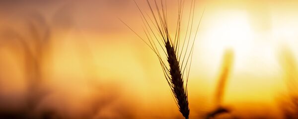 Пшеничное поле Пшеничное поле - Sputnik Армения