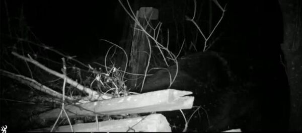 Борьба медведей в Еврейской АО - Sputnik Армения