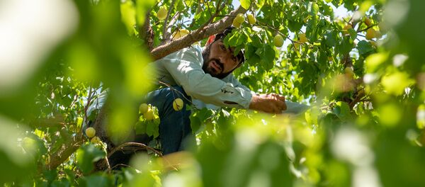 Сбор абрикосов в селе Айгешат, Армавир - Sputnik Արմենիա