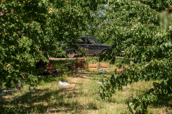 Сбор абрикосов в селе Айгешат, Армавир - Sputnik Армения