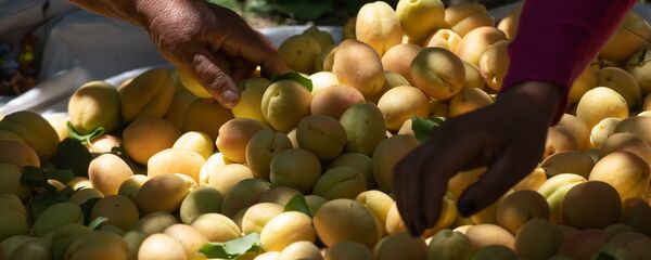 Сбор абрикосов в селе Айгешат, Армавир Сбор абрикосов в селе Айгешат, Армавир - Sputnik Армения