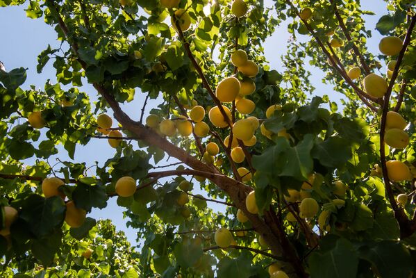 Сбор абрикосов в селе Айгешат, Армавир - Sputnik Армения