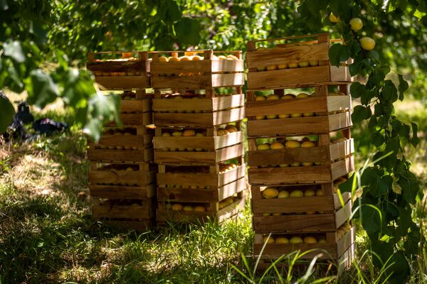 «Հայուհին ծիրան չսիրի՞, ոնց կարող է». կամ ինչպես խոպանչիները գործ գտան Արմավիրում - Sputnik Արմենիա