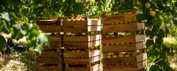 Сбор абрикосов в селе Айгешат, Армавир Сбор абрикосов в селе Айгешат, Армавир - Sputnik Արմենիա