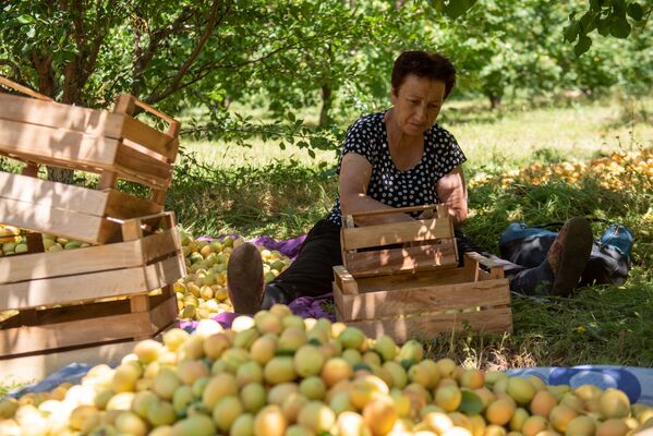 Сбор абрикосов в селе Айгешат, Армавир - Sputnik Армения