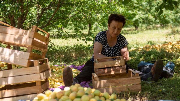 Сбор абрикосов в селе Айгешат, Армавир - Sputnik Արմենիա