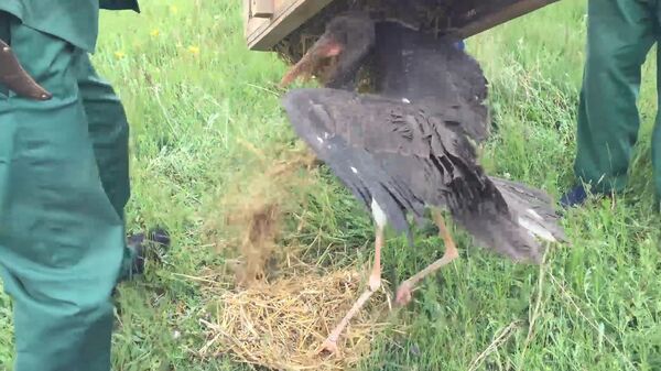 «Դե, գնա, գնա». Կարմիր գրքում գրանցված սև արագիլին բնություն են վերադարձրել - Sputnik Արմենիա