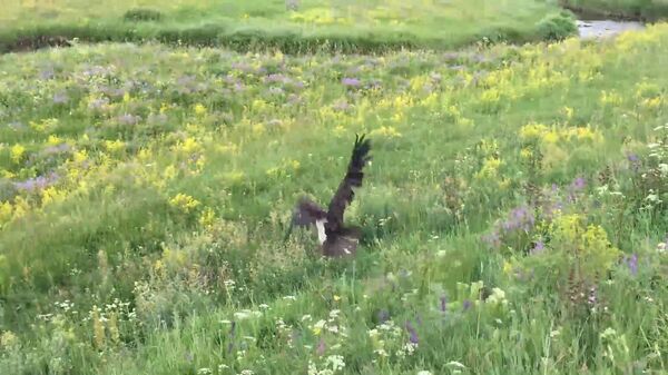 «Դե, գնա, գնա». Կարմիր գրքում գրանցված սև արագիլին բնություն են վերադարձրել - Sputnik Արմենիա