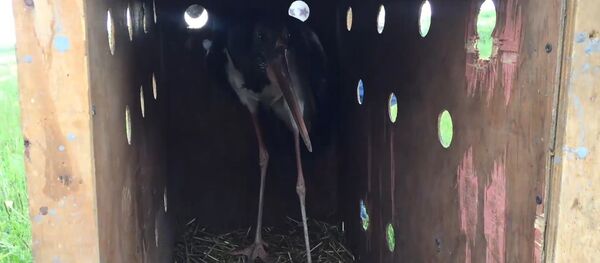 ՀՀ Կարմիր գրքում գրանցված սև արագիլ ՀՀ Կարմիր գրքում գրանցված սև արագիլ - Sputnik Արմենիա