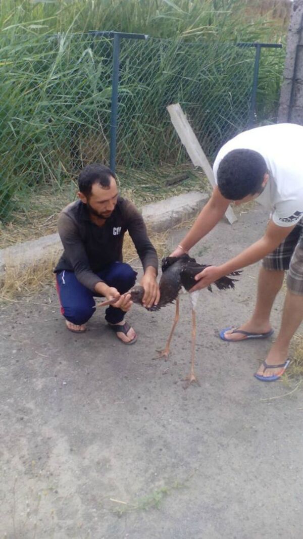 «Դե, գնա, գնա». Կարմիր գրքում գրանցված սև արագիլին բնություն են վերադարձրել - Sputnik Արմենիա