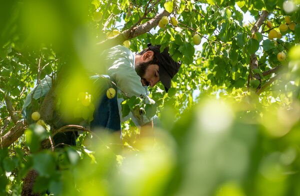 «Հայուհին ծիրան չսիրի՞, ոնց կարող է». կամ ինչպես խոպանչիները գործ գտան Արմավիրում - Sputnik Արմենիա