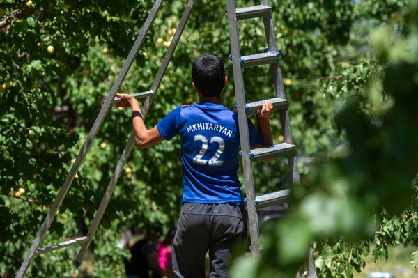 «Հայուհին ծիրան չսիրի՞, ոնց կարող է». կամ ինչպես խոպանչիները գործ գտան Արմավիրում - Sputnik Արմենիա