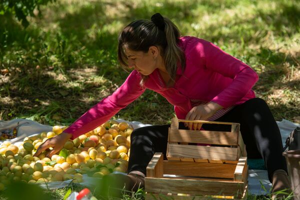 Армянка не может это не любить: как хопанчи-строители собирают в Армении урожай абрикоса Армянка не может это не любить: как хопанчи-строители собирают в Армении урожай абрикоса - Sputnik Армения