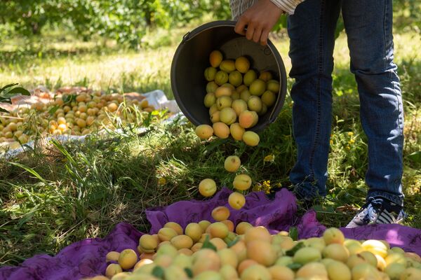 Очерк не этих дней: как азербайджанские торговцы скрывали армянский абрикос Очерк не этих дней: как азербайджанские торговцы скрывали армянский абрикос - Sputnik Армения