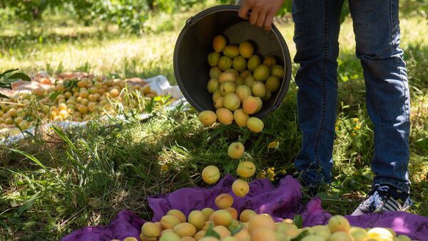Сбор урожая абрикосов в селе Айгешат (29 июня 2020). Армавирская область - Sputnik Армения